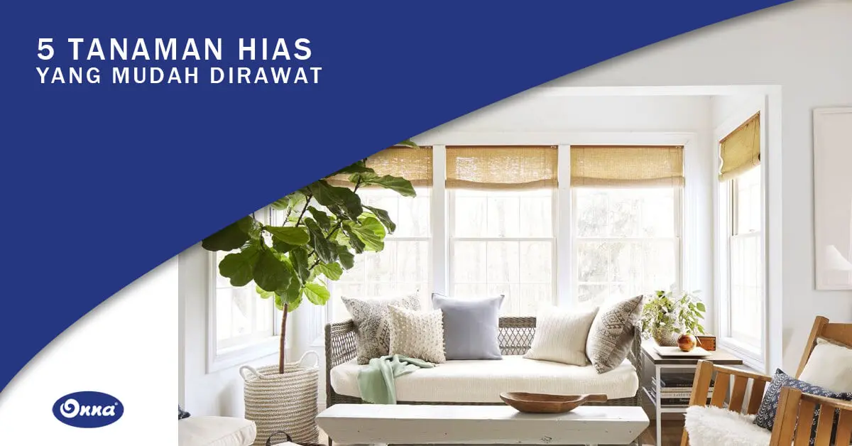 5 Tanaman Hias Ruangan yang Mudah Dirawat