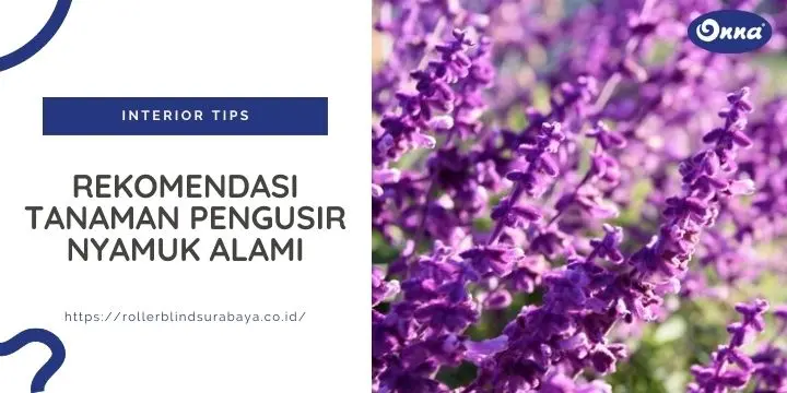 Rekomendasi Tanaman Pengusir Nyamuk Alami