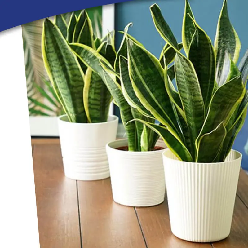 1. Tanaman Lidah Mertua