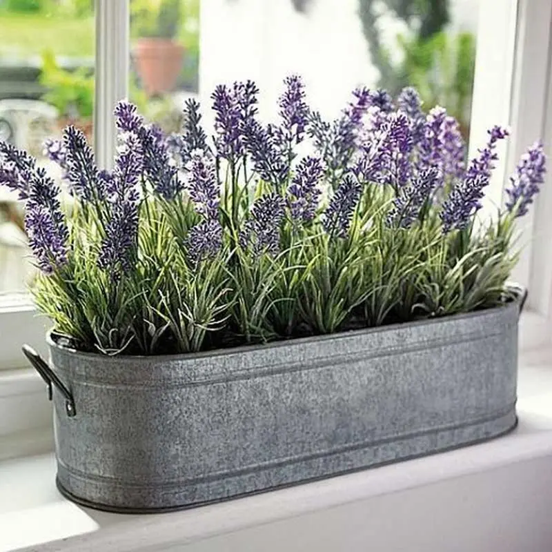 1. Tanaman lavender