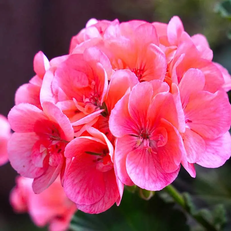 3. Tanaman geranium